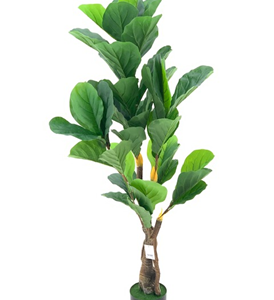 Pianta ornamentale Ficus Pandurata 125 cm. 43 foglie con vaso