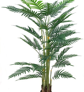 Pianta ornamentale Palma Areca 180 cm. con vaso