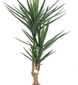 Pianta ornamentale Yucca 180 cm 79 foglie con vaso
